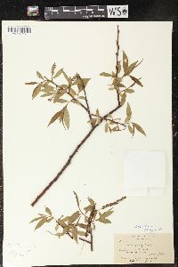 Salix alba image