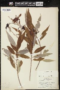 Salix amygdaloides image