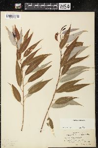 Salix amygdaloides image