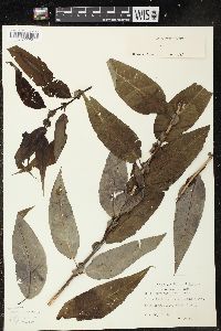 Salix amygdaloides image