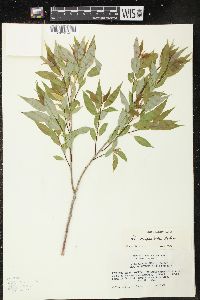 Salix amygdaloides image