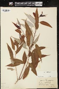 Salix amygdaloides image