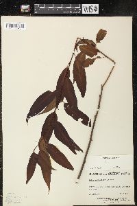 Salix amygdaloides image