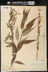 Salix amygdaloides image