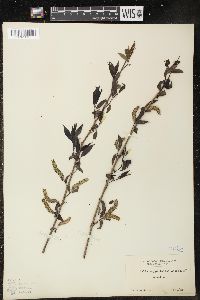 Salix amygdaloides image