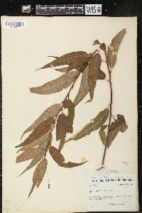 Salix amygdaloides image