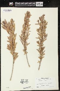 Salix amygdaloides image