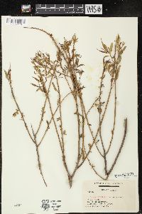 Salix amygdaloides image