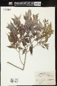 Salix amygdaloides image