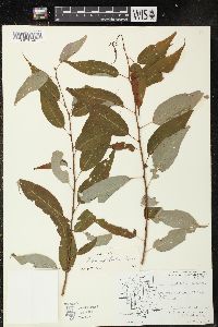 Salix amygdaloides image