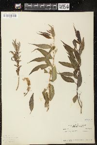 Salix amygdaloides image