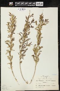 Salix amygdaloides image