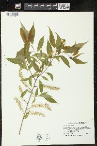 Salix amygdaloides image