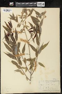 Salix amygdaloides image