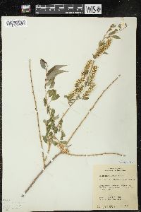 Salix amygdaloides image