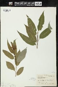 Salix amygdaloides image