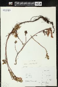 Salix arbutifolia image