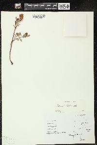 Salix arbutifolia image