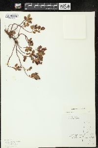 Salix arbutifolia image