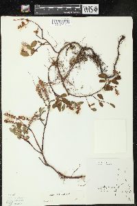 Salix arbutifolia image