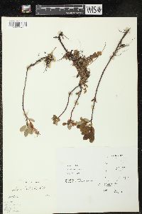 Salix arbutifolia image