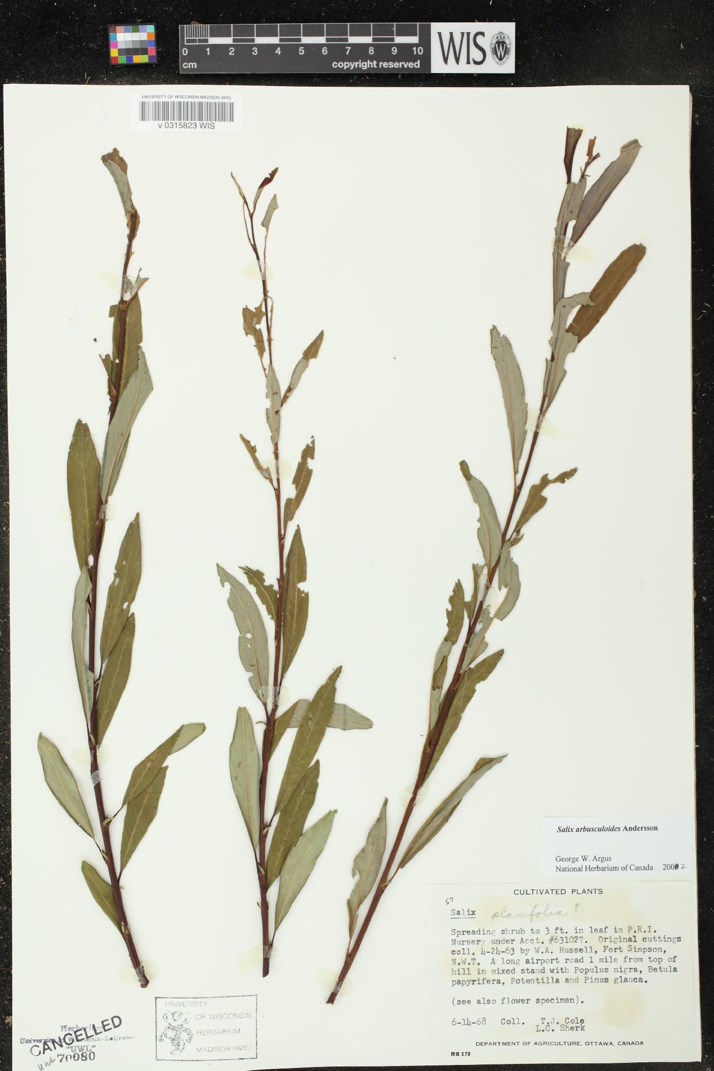 Salix arbusculoides image