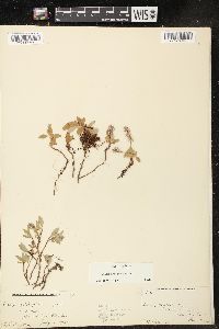 Salix arctica image