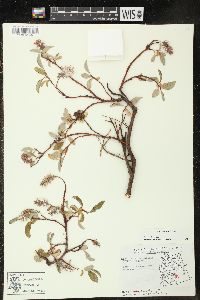 Salix arctica image