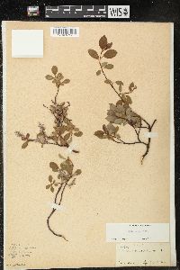 Salix arctica image