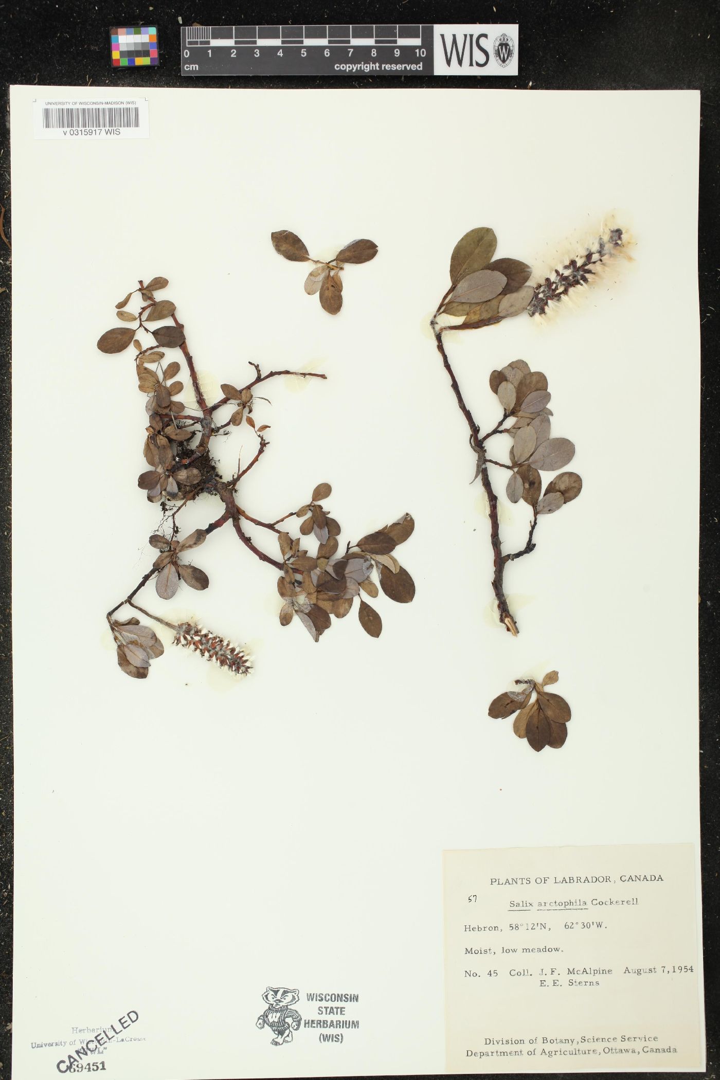 Salix arctophila image