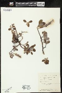 Salix arctophila image