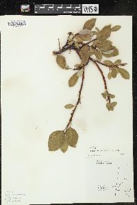 Salix arctophila image