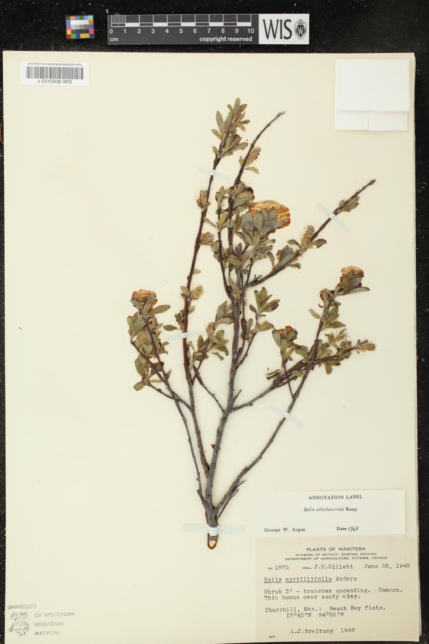 Salix athabascensis image