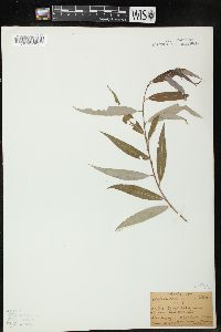 Salix babylonica image