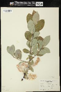 Salix barclayi image