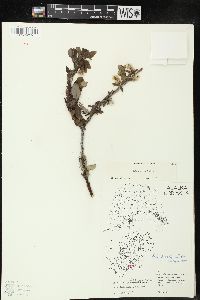 Salix barclayi image