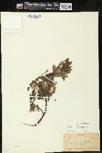 Salix barclayi image