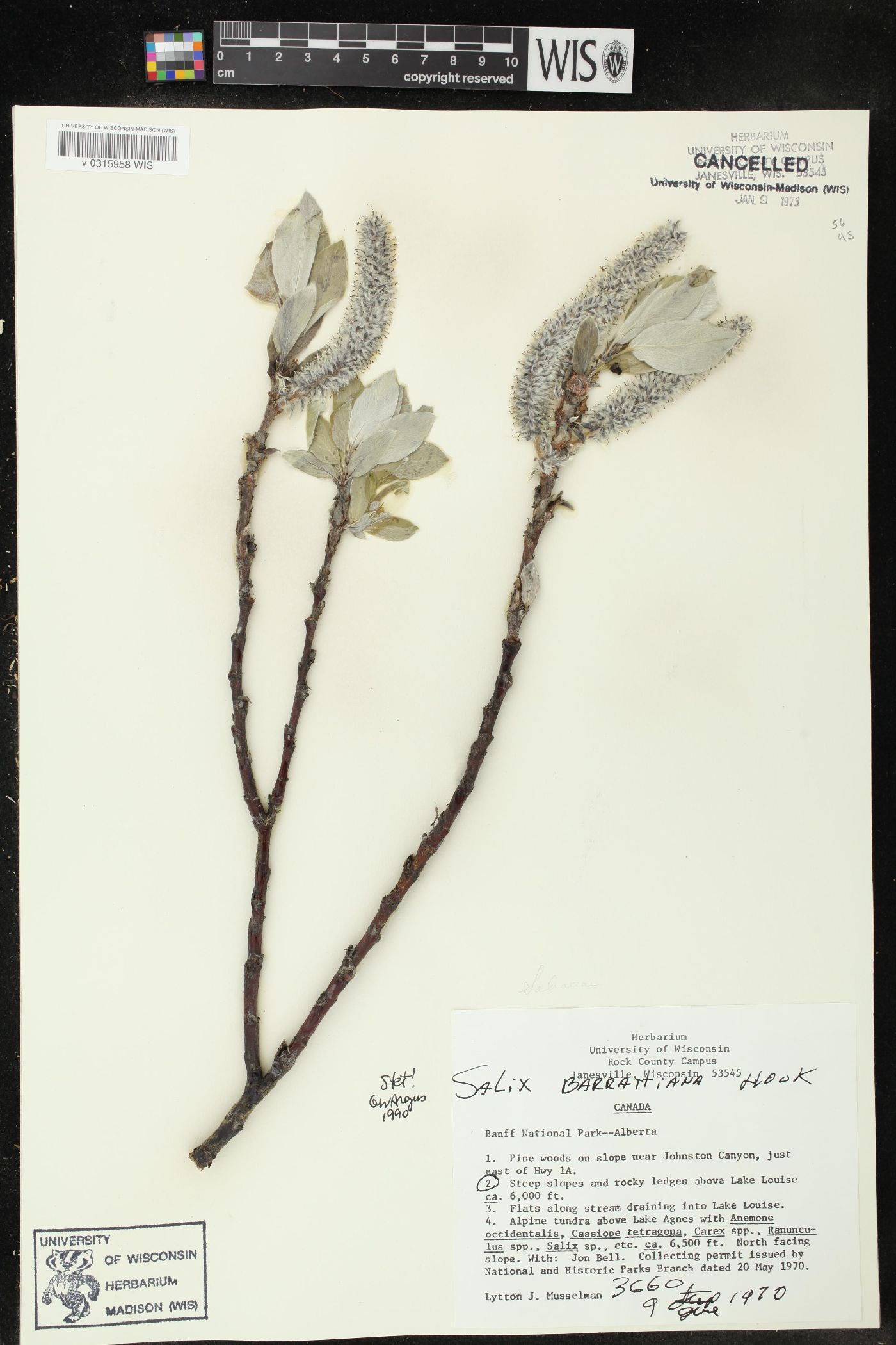 Salix barrattiana image