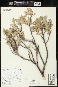 Salix brachycarpa image