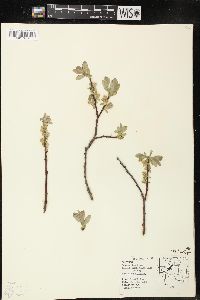 Salix brachycarpa image