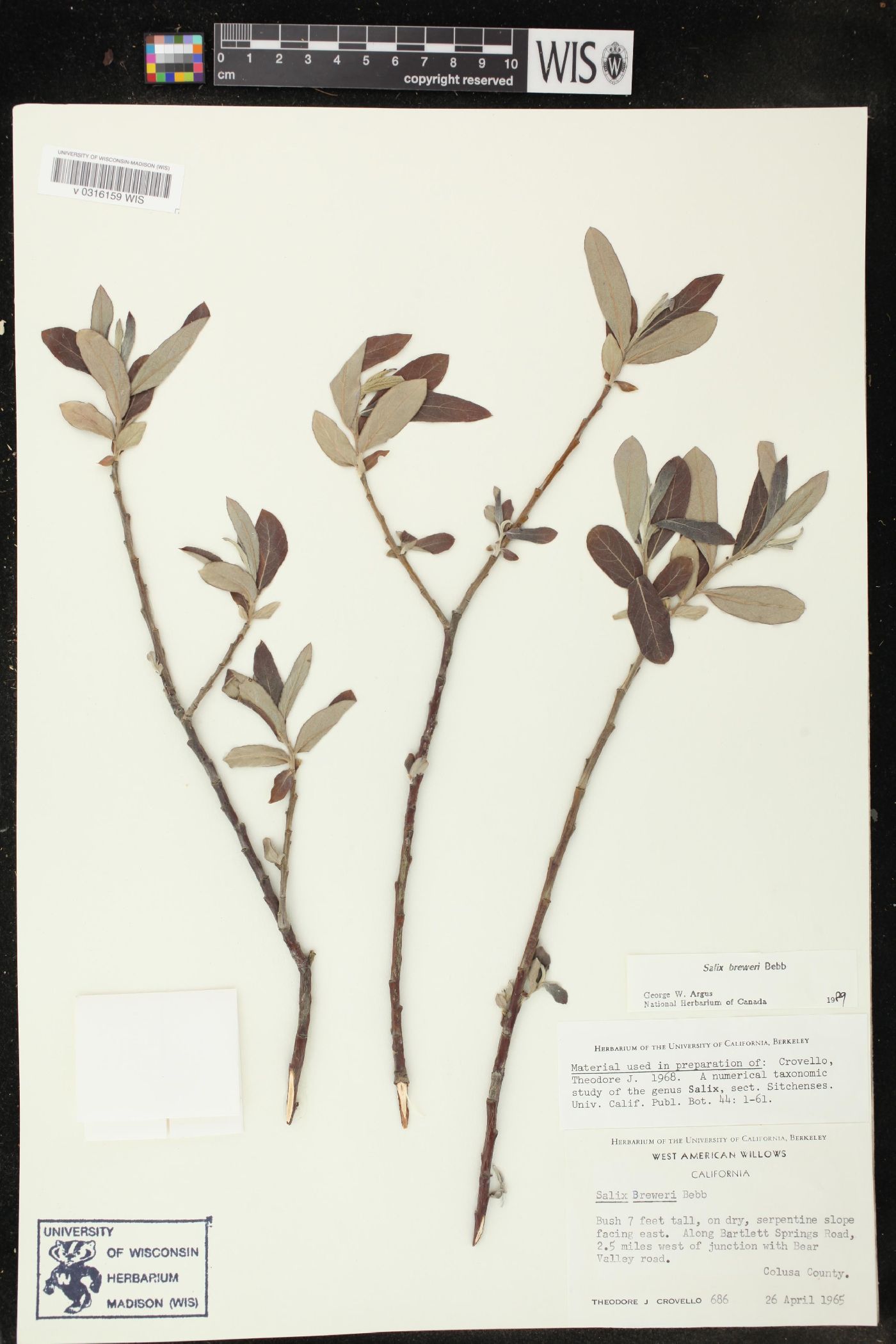Salix breweri image