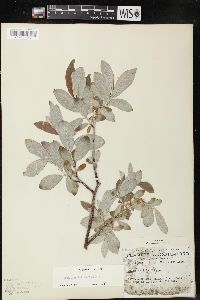 Salix candida image