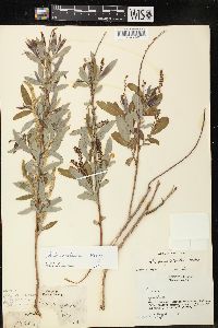 Salix amygdaloides image