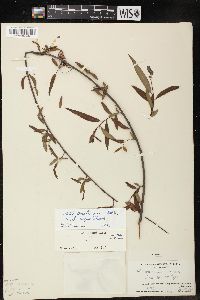 Salix caroliniana image