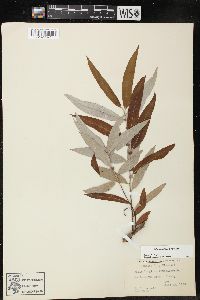 Salix caroliniana image