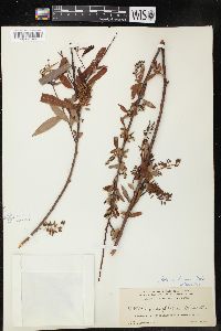 Salix caroliniana image