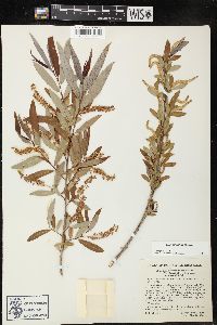 Salix caroliniana image