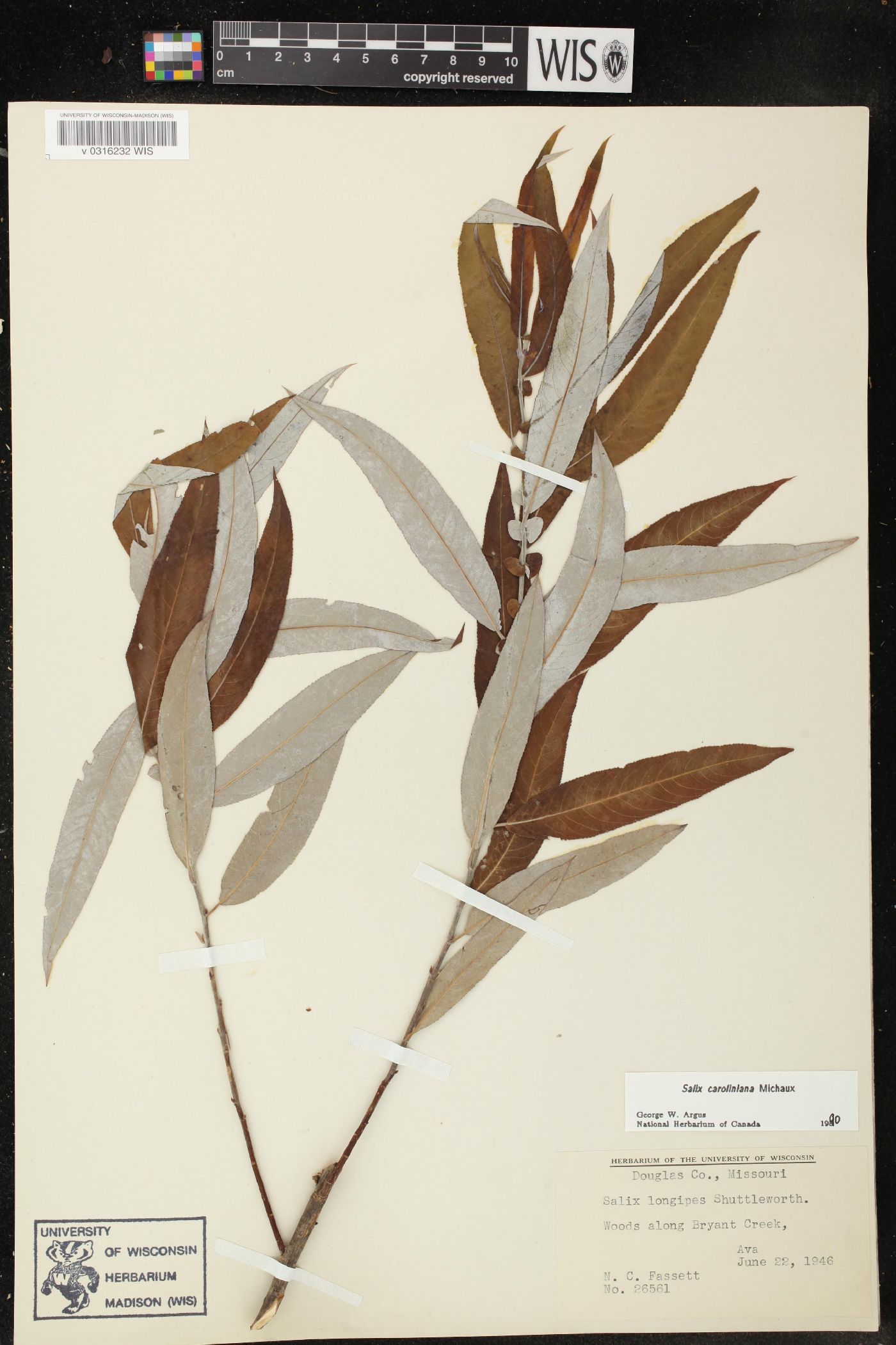 Salix caroliniana image