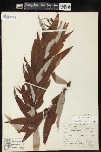 Salix caroliniana image