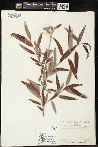 Salix caroliniana image